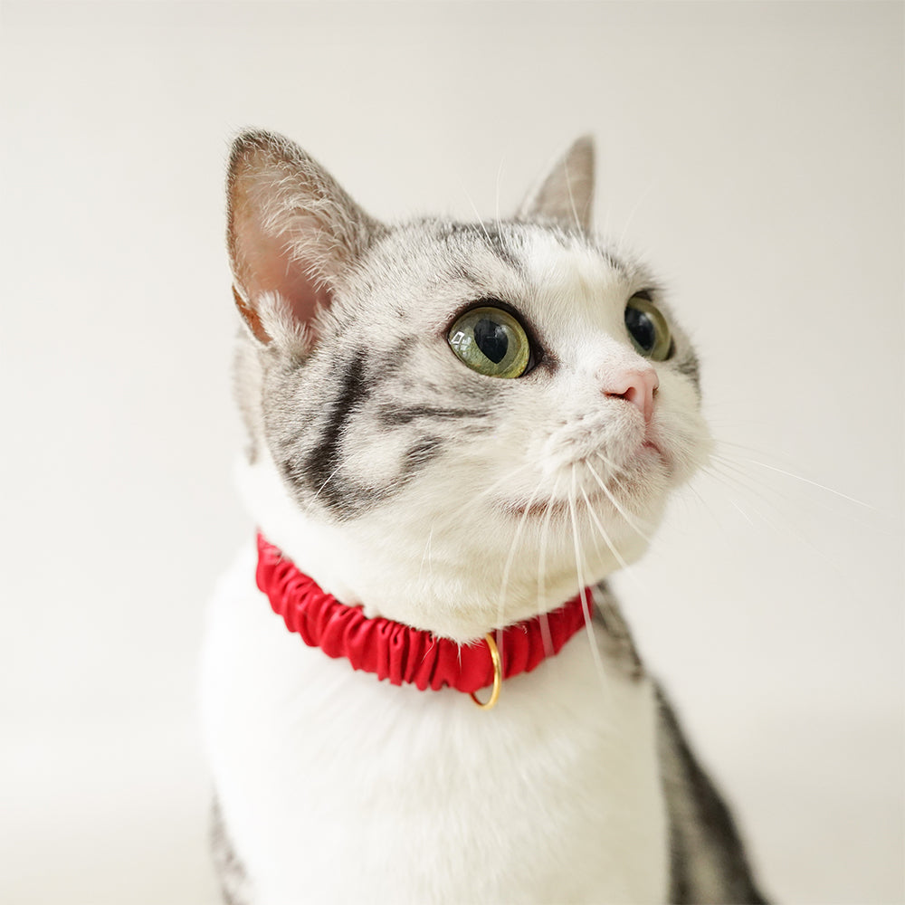 愛猫のために失敗しない!安全で快適な猫首輪の選び方