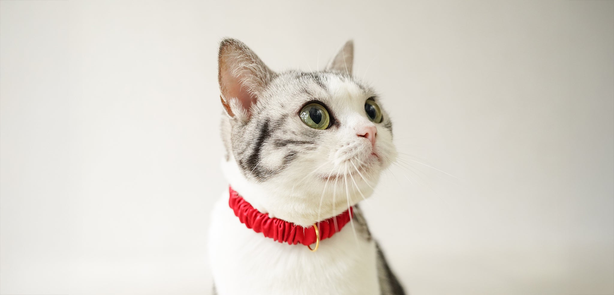 シルクシュシュ猫首輪について – WOODBLANC